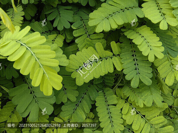 雞骨草葉子