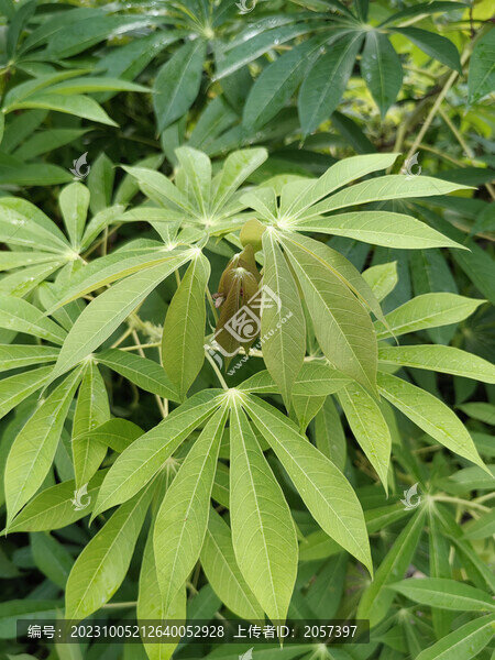 木薯葉子