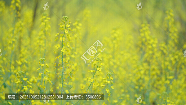 油菜花