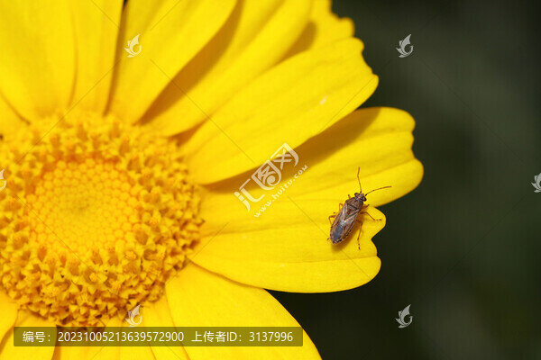茼蒿花上的蝽