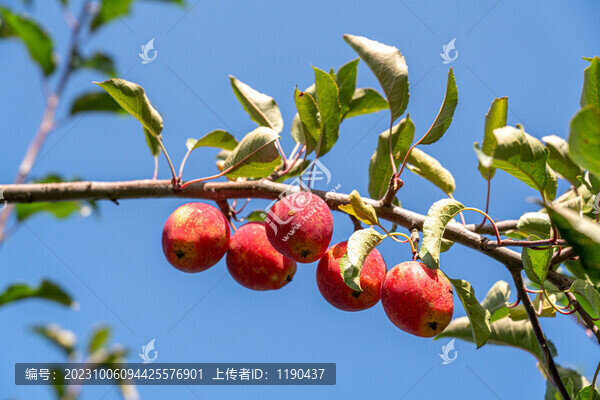 雞心果