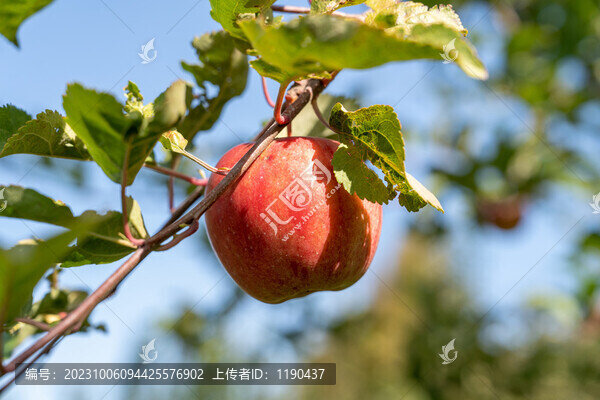 蘋果