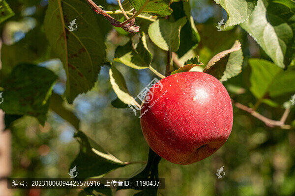 蘋(píng)果