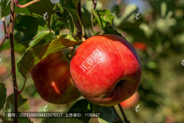采摘蘋果