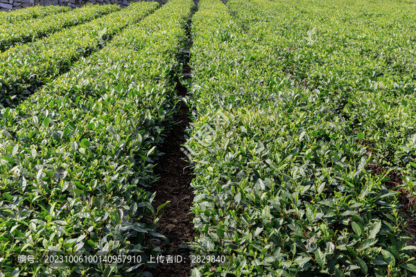 茶園