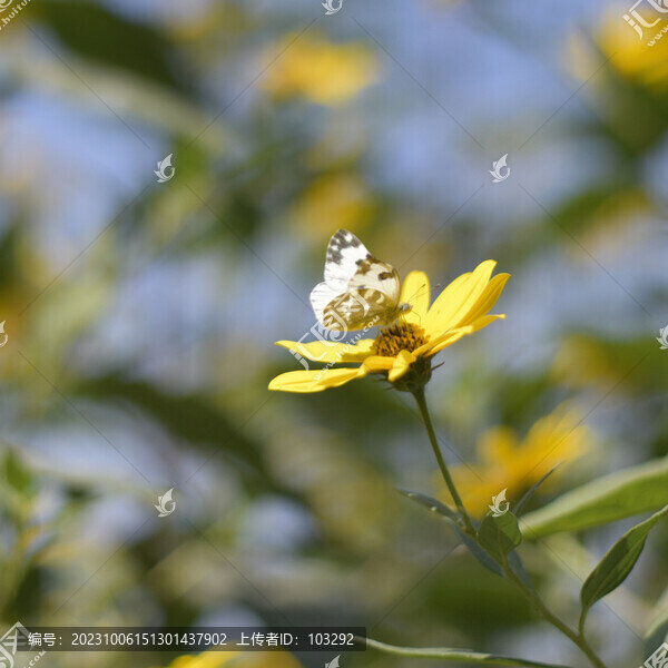 花朵上的蝴蝶