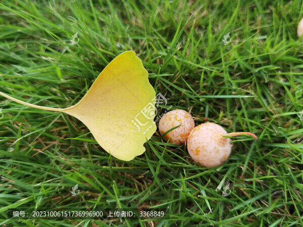 銀杏落地-匯圖網(wǎng) www.fosd68.com 銀杏落地