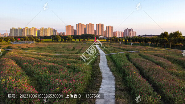 花卉苗圃