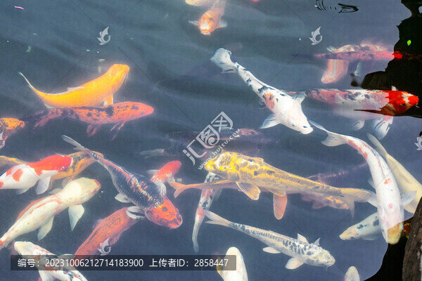 錦鯉