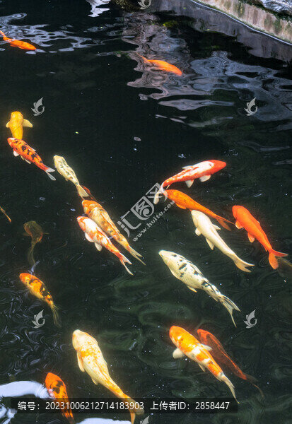 觀賞金魚(yú)