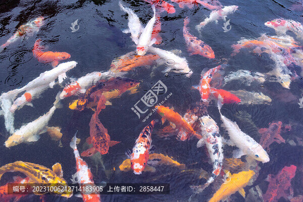 錦鯉魚
