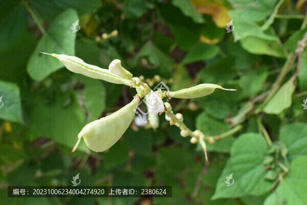 新鮮扁豆