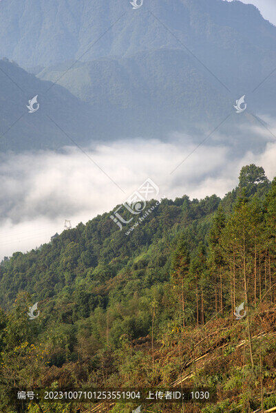山林樹林經(jīng)濟(jì)林
