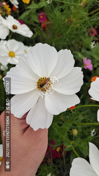 白花