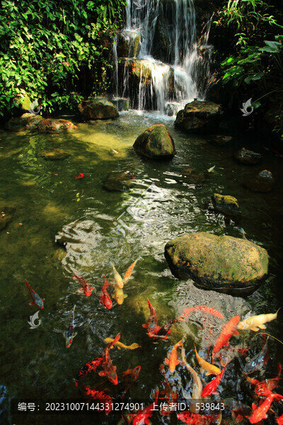 錦鯉池