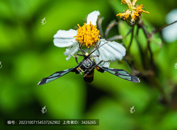 吸食花蜜的鹿蛾