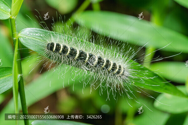 植物上的毛蟲特寫鏡頭