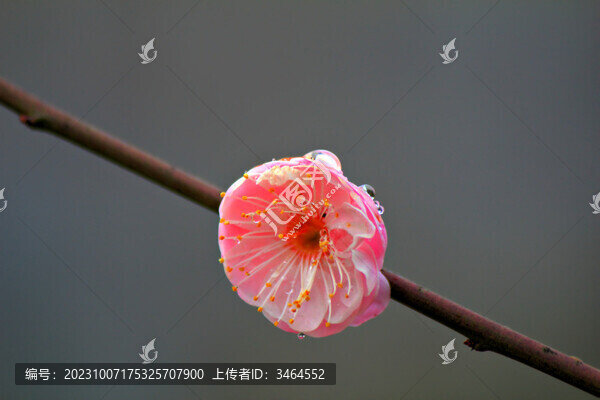 梅花