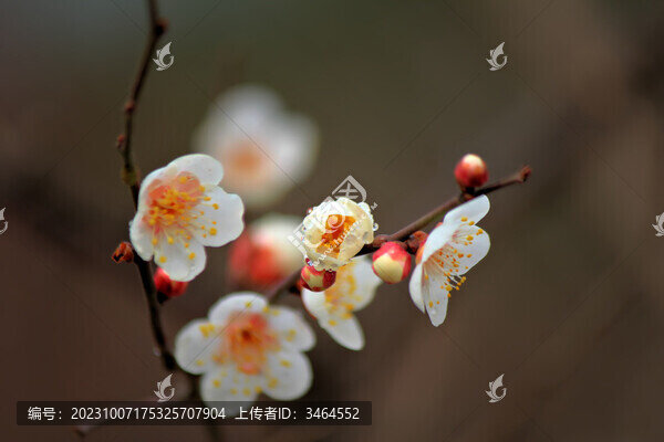 梅花