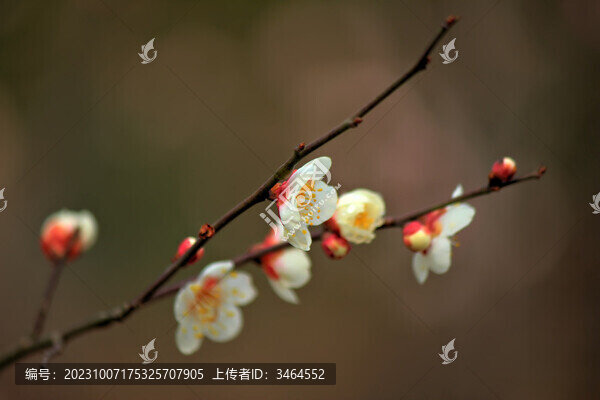 梅花