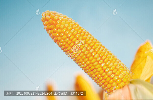 玉米