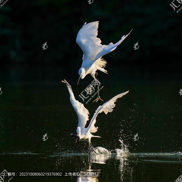 清晨湖面覓食的兩只逆光白鷺