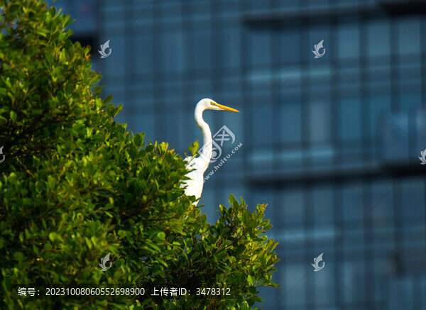站在樹枝上的白鷺