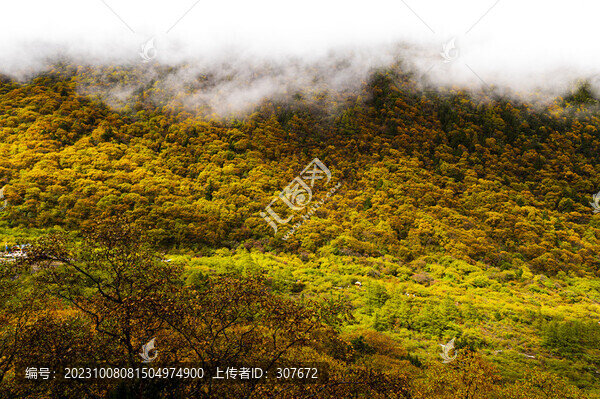 四川黃龍