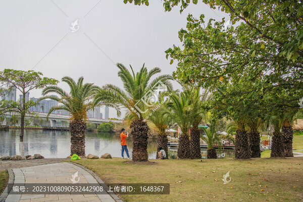 廈門(mén)園林博覽苑湖水邊棕櫚樹(shù)