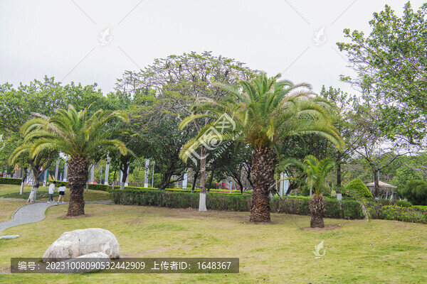廈門園林博覽苑草坪與棕櫚樹