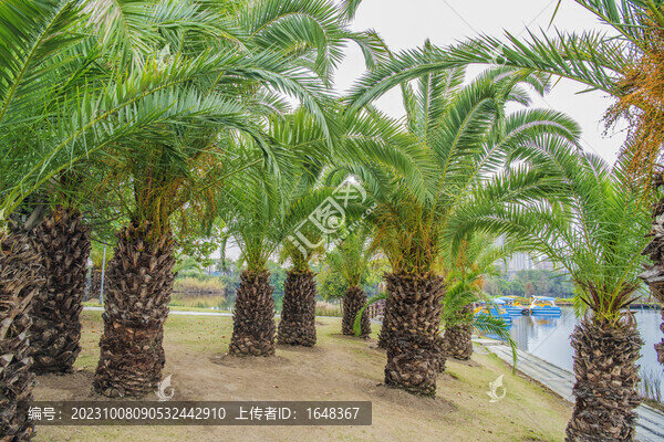 廈門園林博覽苑水邊的棕櫚樹