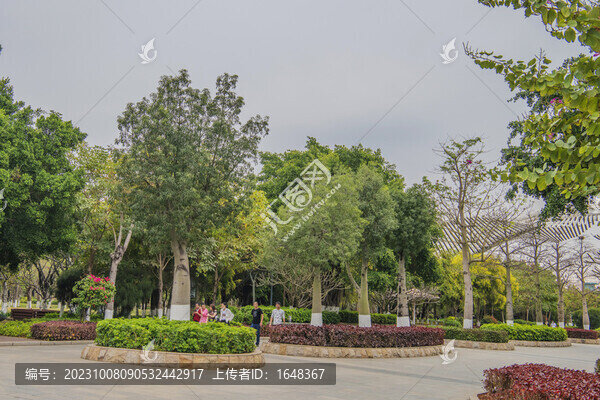 廈門園林博覽苑一排象腿樹
