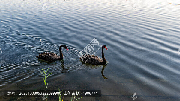中國長春百花園湖面的黑天鵝