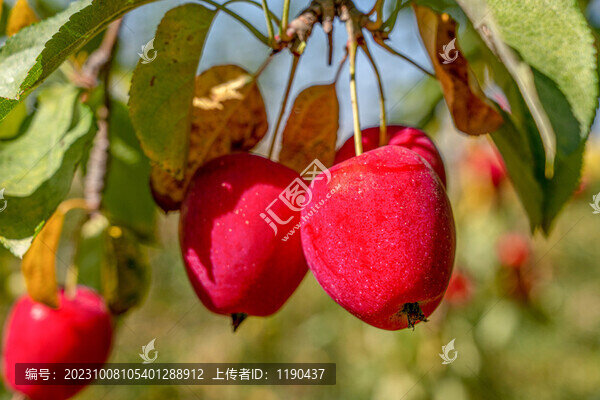 雞心果