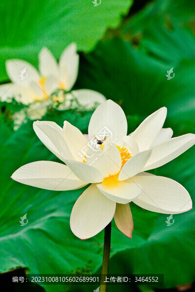 荷花