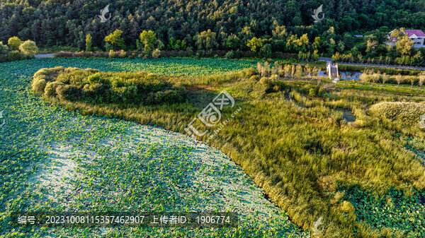 夏季的長春凈月潭濕地公園景