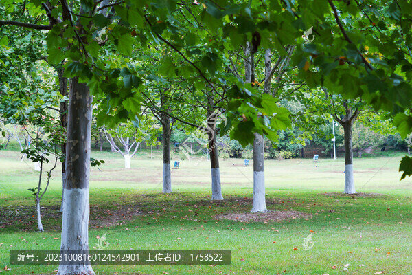 梧桐樹(shù)