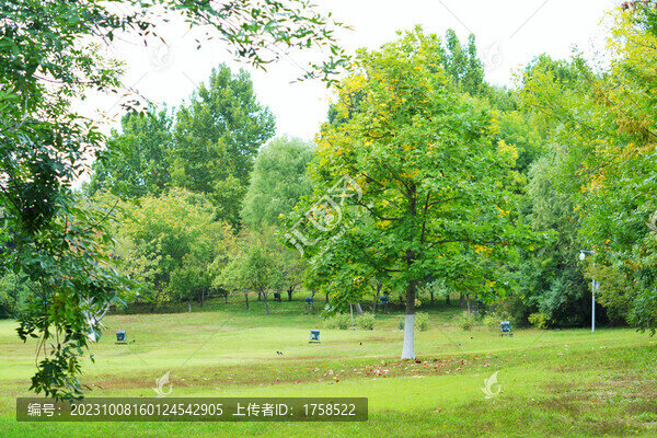 梧桐樹