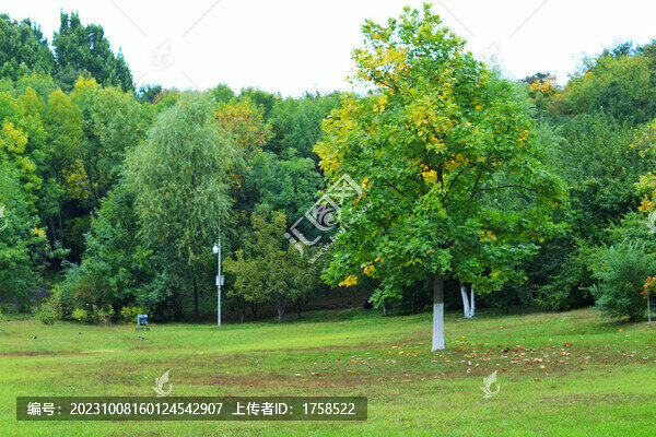 秋天法國(guó)梧桐
