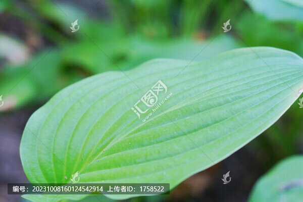 綠葉葉脈