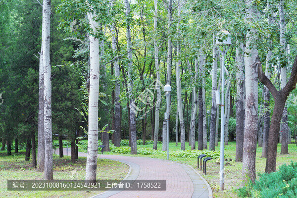 楊樹(shù)林