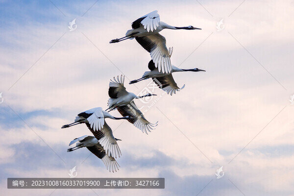 丹頂鶴