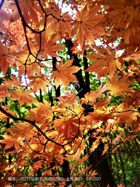 楓紅葉綠