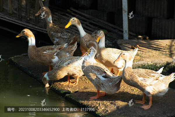 散養(yǎng)土鴨