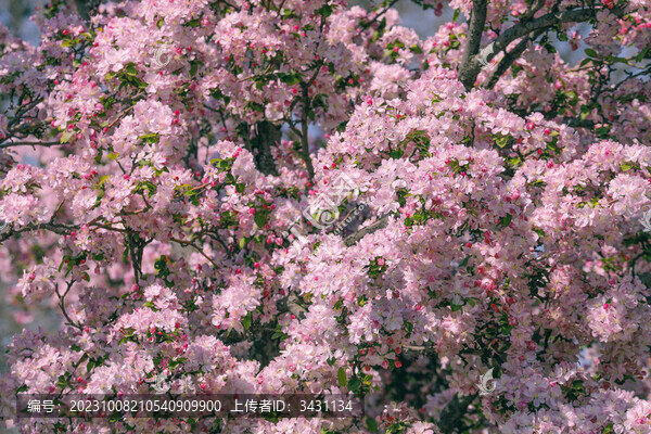 濟(jì)南大明湖海棠花