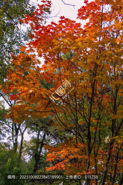 吉林紅葉
