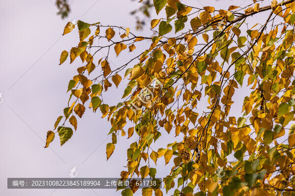 吉林紅葉