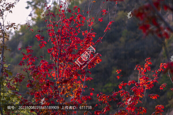 吉林紅葉