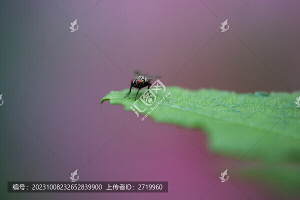 蒼蠅