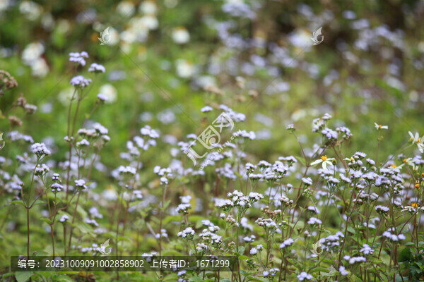 藿香薊花